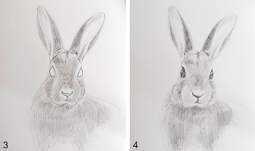 How to Draw a Bunny Rabbit - Step by Step Video - YouTube