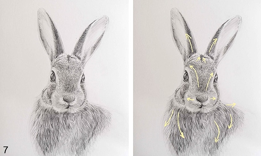 how to draw a realistic rabbit step by step