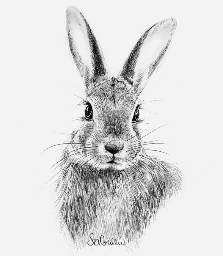How to Draw a Bunny Face A StepbyStep Rabbit Drawing Guide