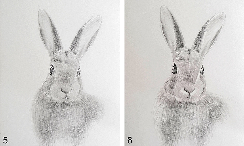 How to Draw a Rabbit with Pen and Ink