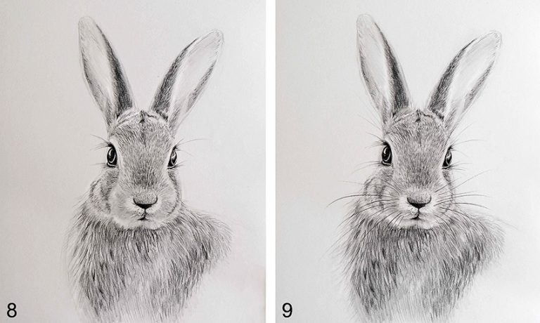 How To Draw A Bunny Face A Step by Step Rabbit Drawing Guide