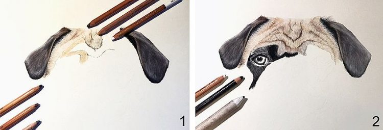How to Draw a Dog - An Easy Dog Drawing Guide
