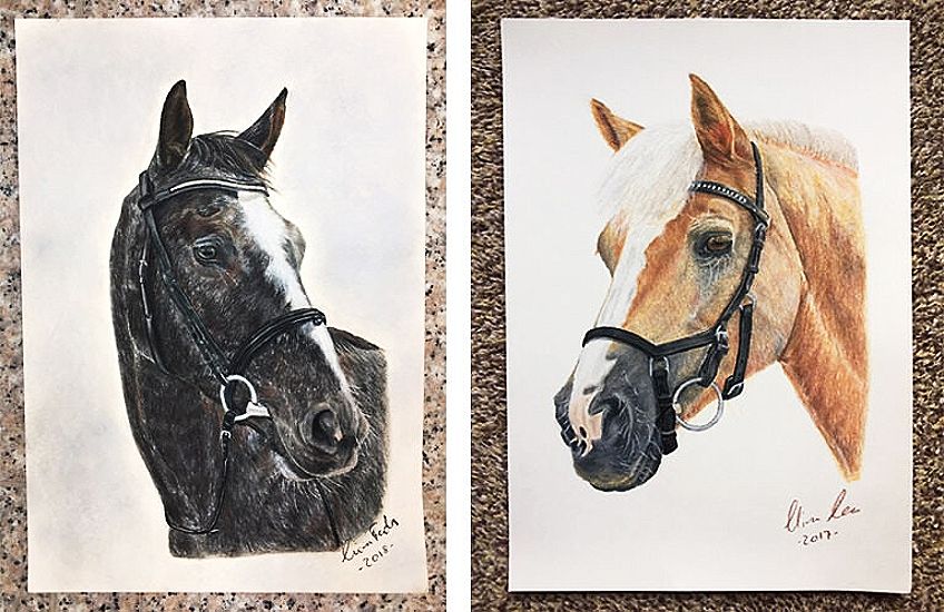 Different Drawing of a Horse Head