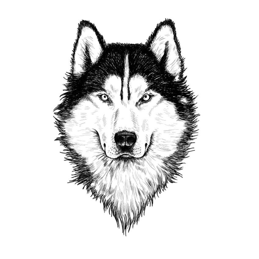 wolf face drawing