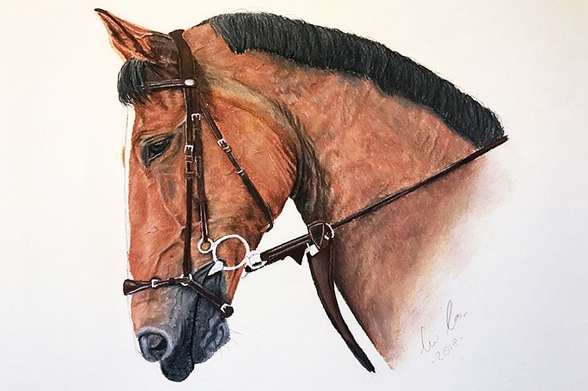 Watercolor horse.Horse head drawing