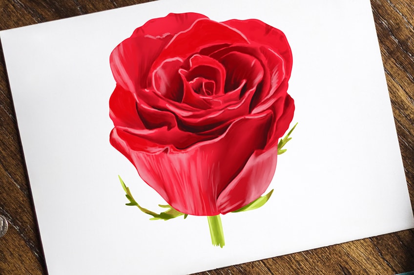 How to Draw a Rose: A Step by Step Guide