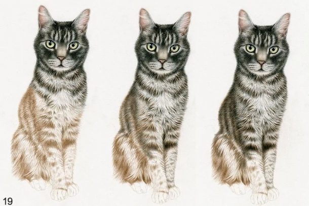 How to Draw Animals - Learn to Draw Animals the Easy Way