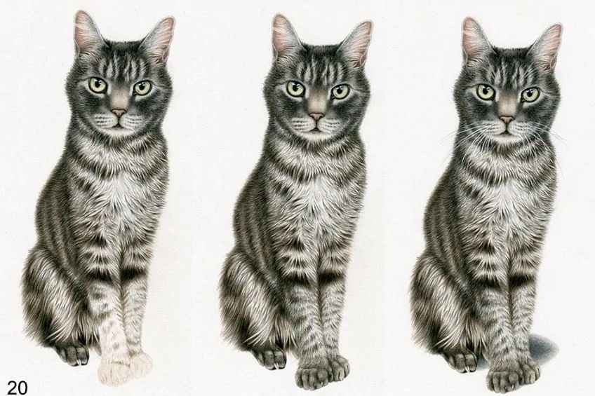 Realistic Animals To Draw Step By Step