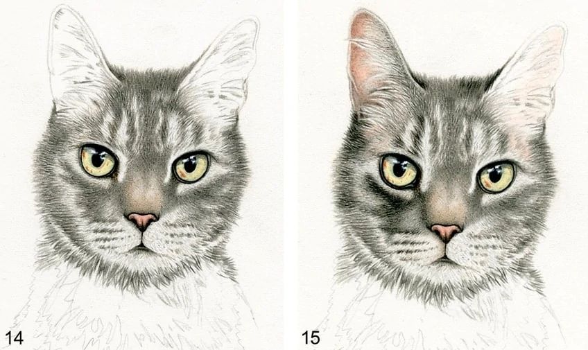 How To Draw Animals Step By Step Easy @