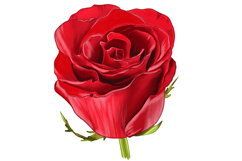 Rose Drawing Stock Illustrations – 255,473 Rose Drawing Stock  Illustrations, Vectors & Clipart - Dreamstime