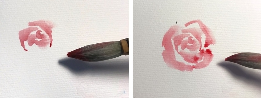 Rose Drawings