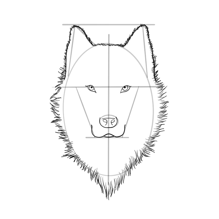 how to draw a step by step wolf