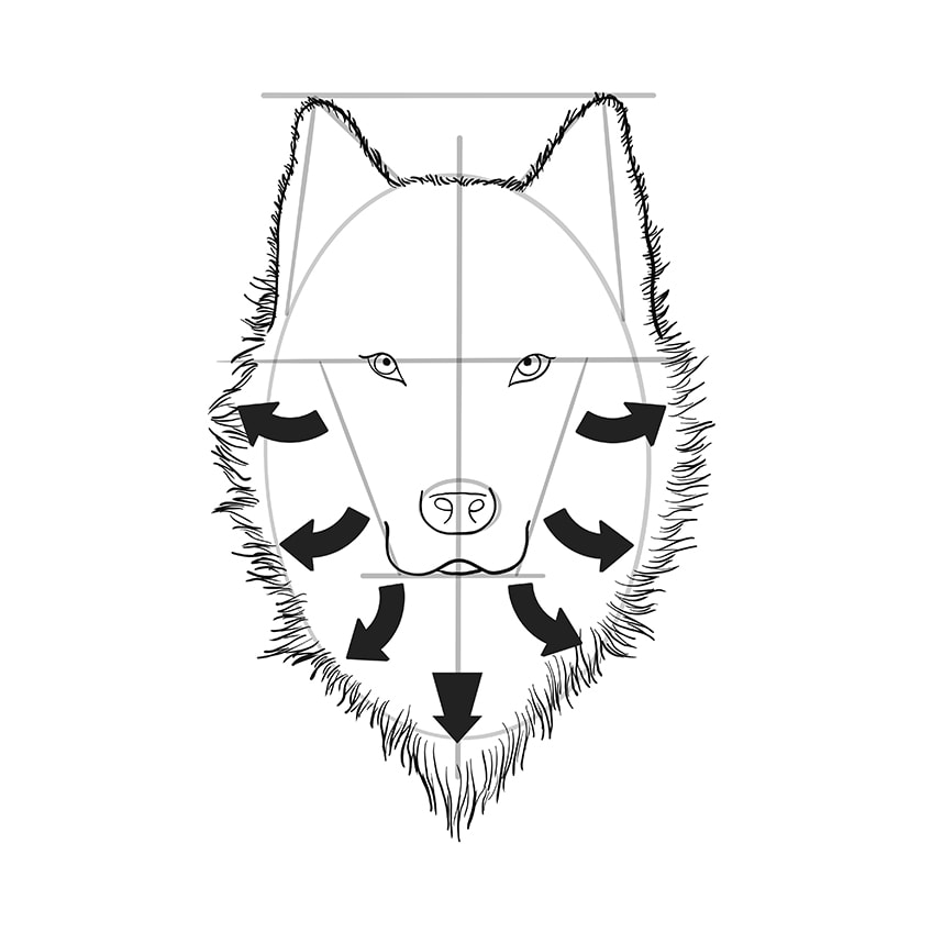 wolf head drawing step step