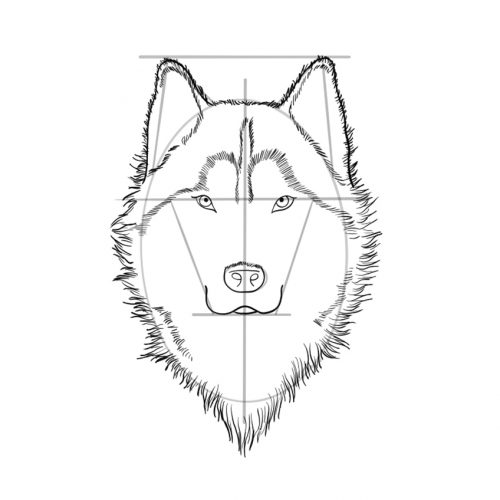 easy contour wolf drawings