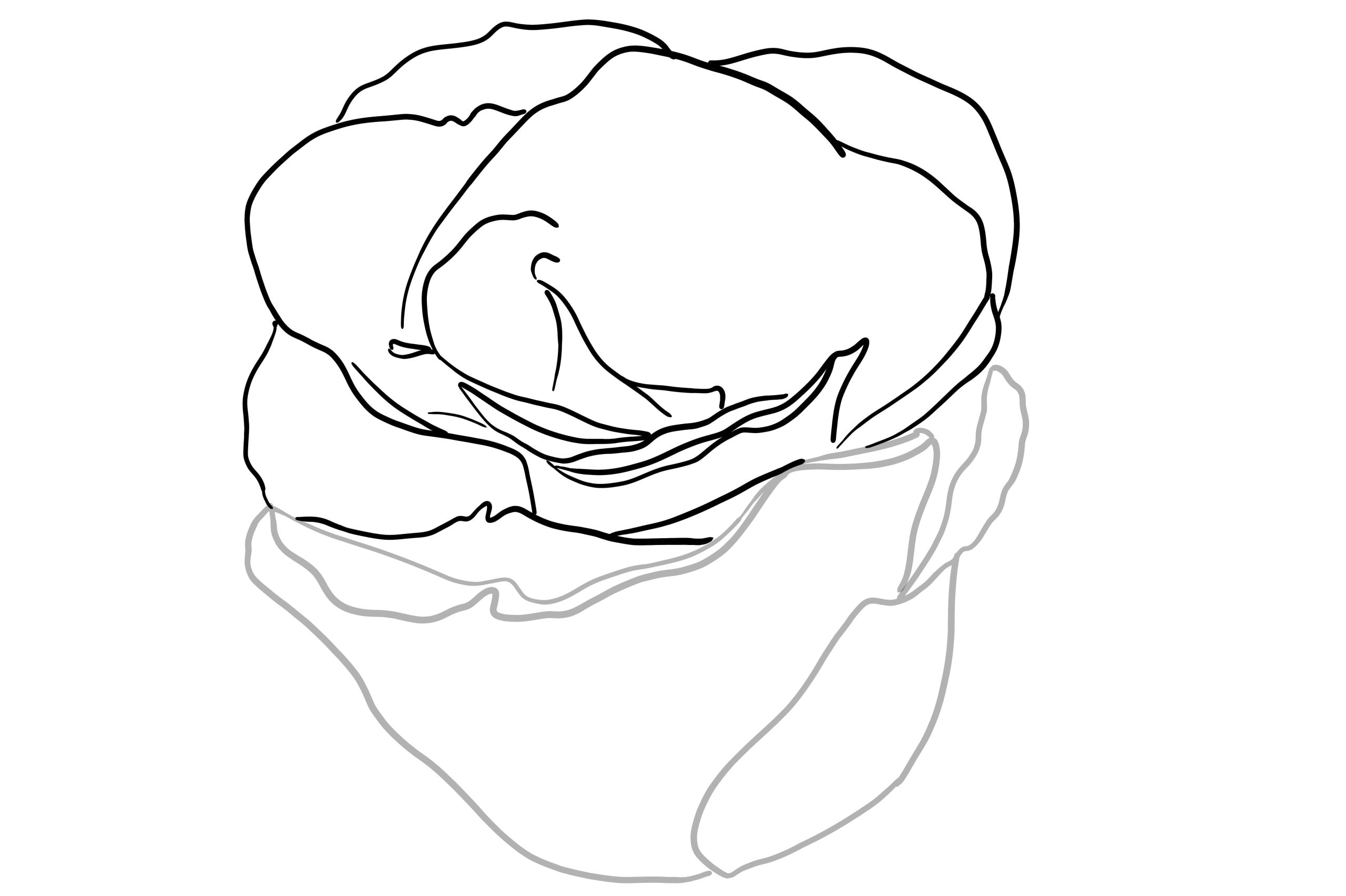 how to draw a rose petal step by step