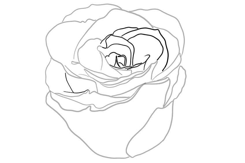 rose drawing 04