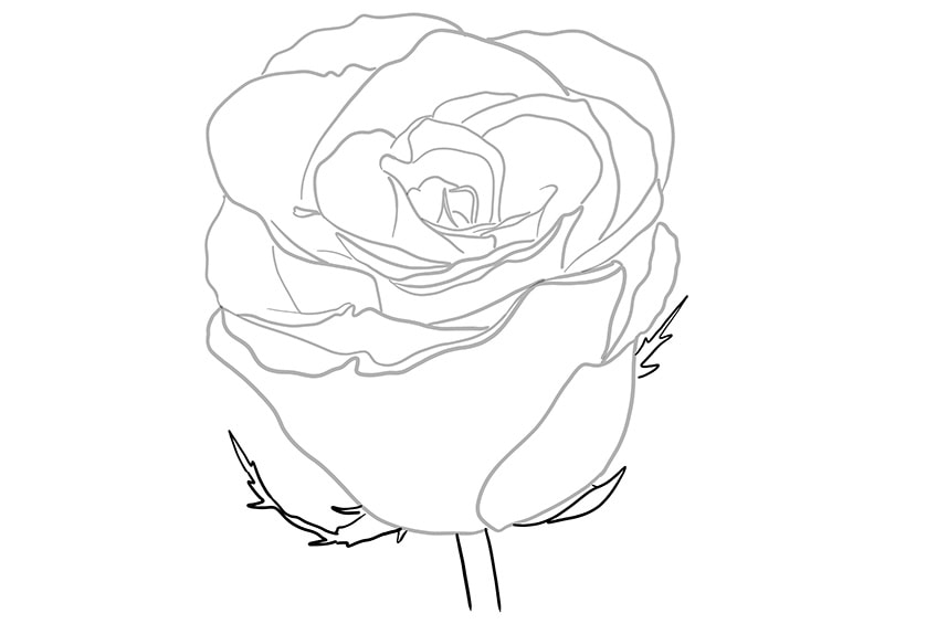 rose drawing 05