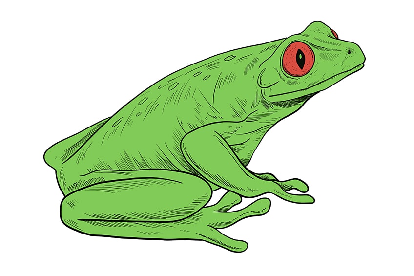 Draw a Frog Step 10