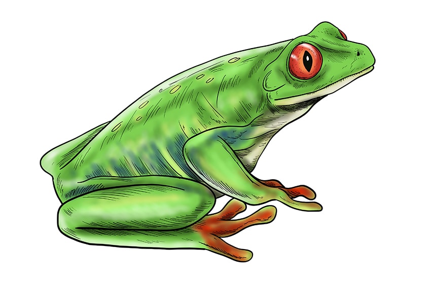 Draw a Frog Step 11