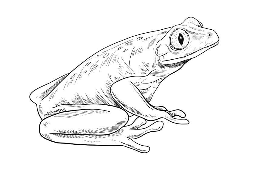 Draw a Frog Step 9