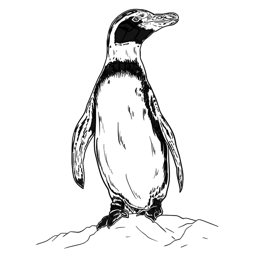 Easy Penguin Drawing Step 09