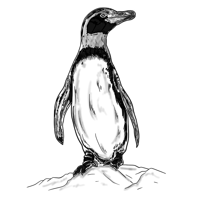 Easy Penguin Drawing Step 11