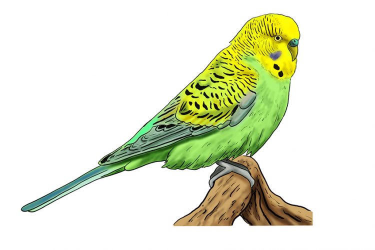 How to Draw a Budgie - The Best Step-by-Step Parakeet Drawing Tutorial