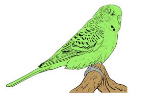 How to Draw a Budgie - The Best Step-by-Step Parakeet Drawing Tutorial