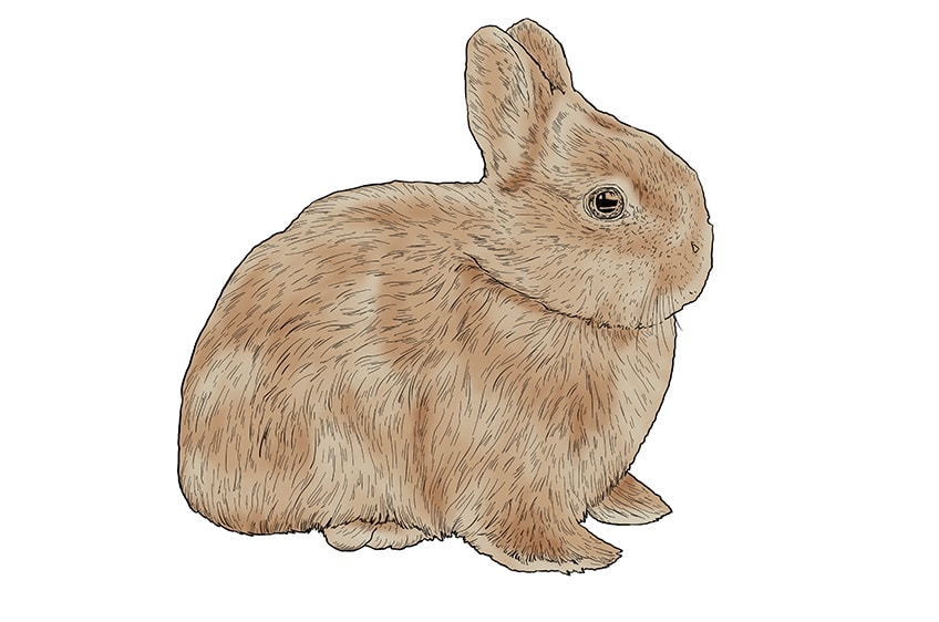bunny drawing 10