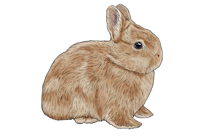 bunny drawing 11
