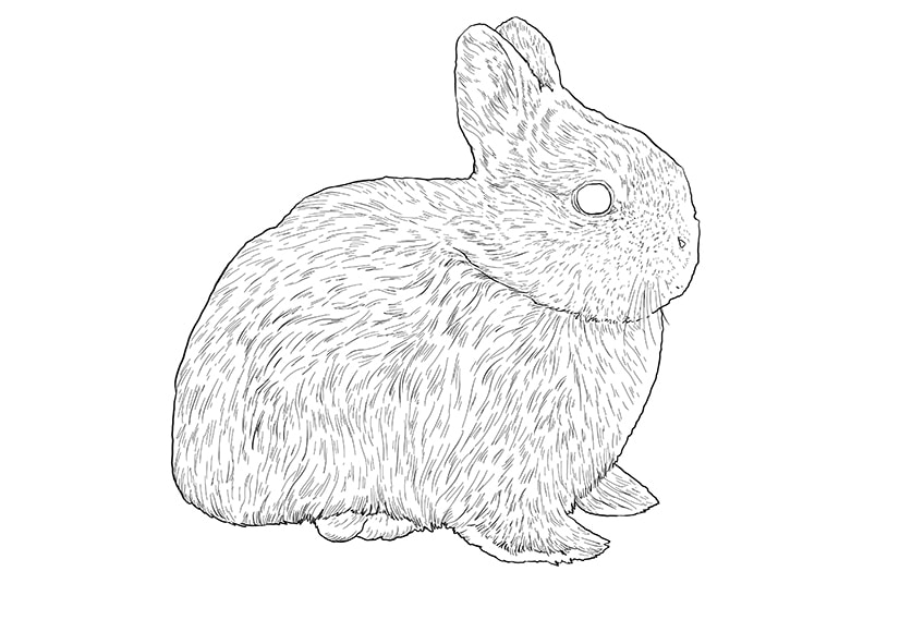 bunny drawing 8