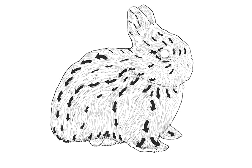 bunny drawing 8a