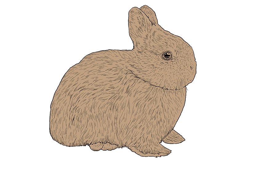 bunny drawing 9