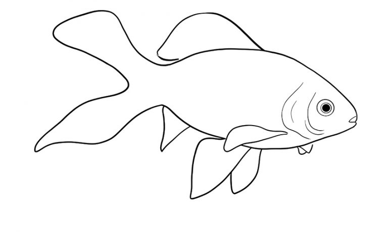 How to Draw a Goldfish - The Best Step-by-Step Goldfish Drawing Tutorial