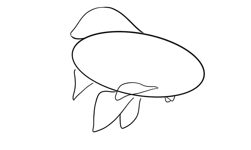 goldfish drawing 6