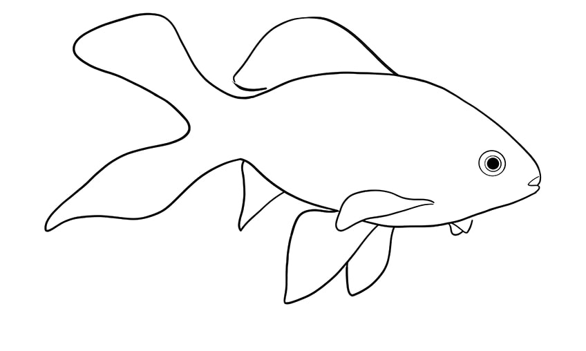 How to Draw a Cute Fish in 9 Easy Cute Fish Drawing Steps