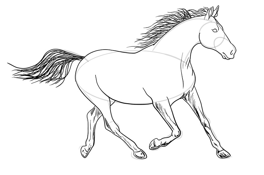 Horse head pencil sketch strokes portrait Vector Image-suu.vn