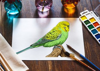 how to draw a budgie 2