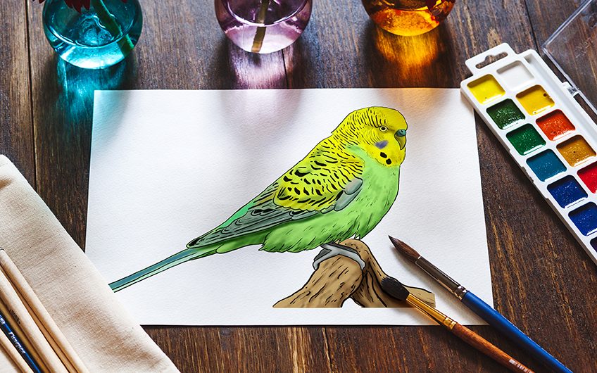 how to draw a budgie 2