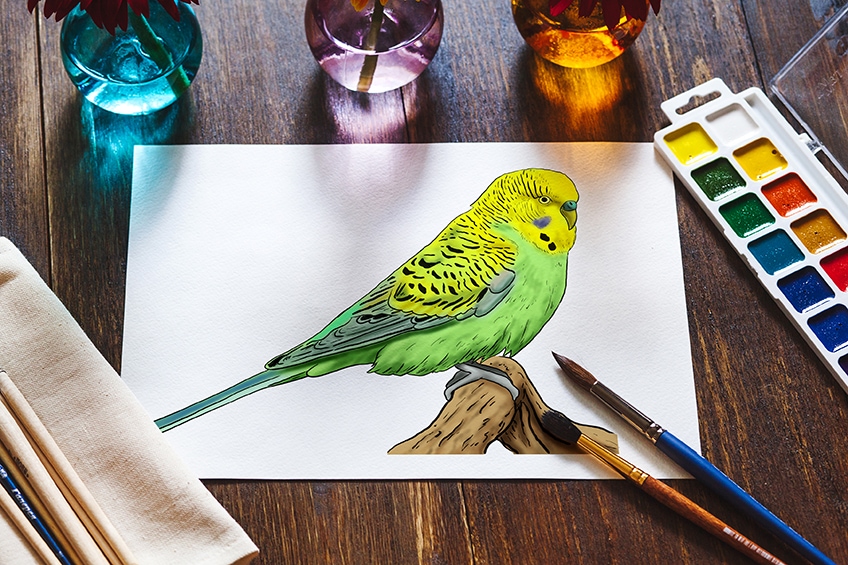 how to draw a budgie 2