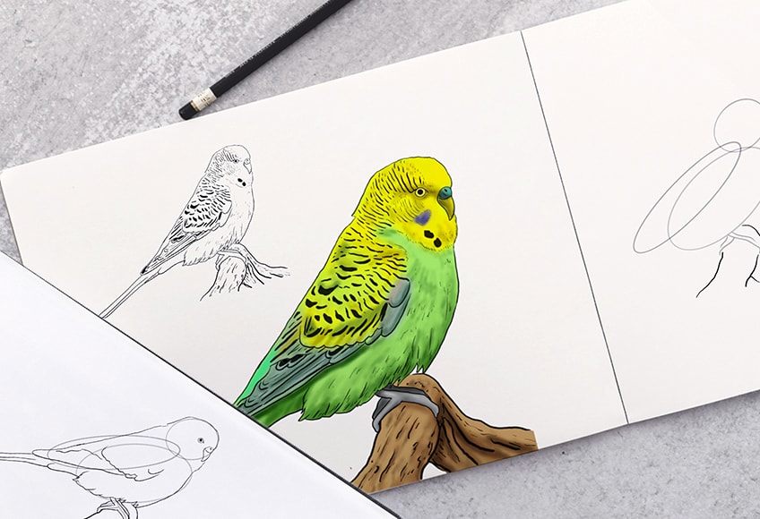 how to draw a budgie