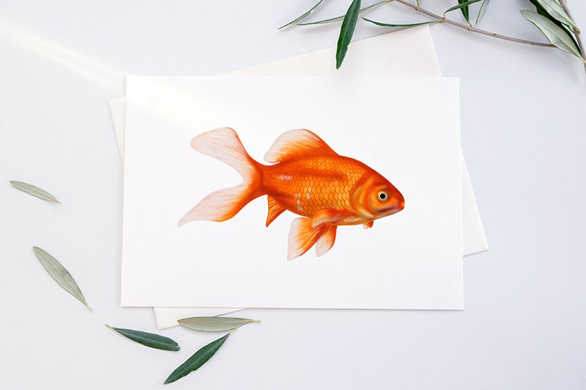 How to Draw a Goldfish - Step-by-Step Pet Fish Sketch
