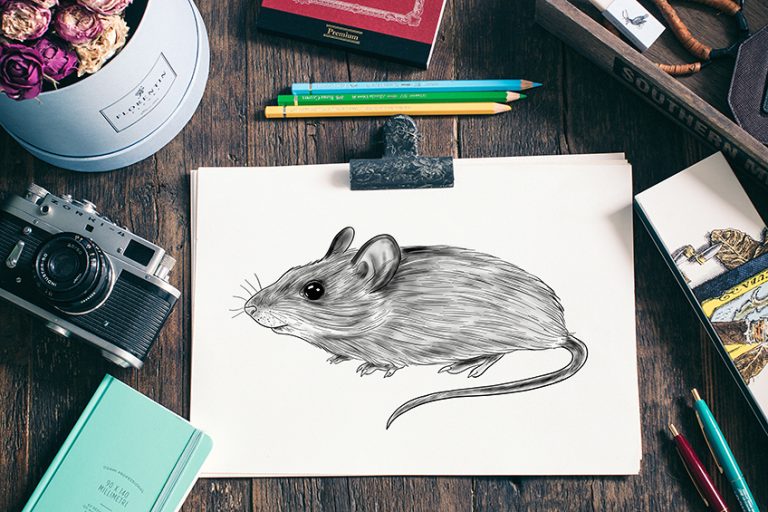 How to Draw a Mouse – A Beginner’s Mouse Drawing Tutorial