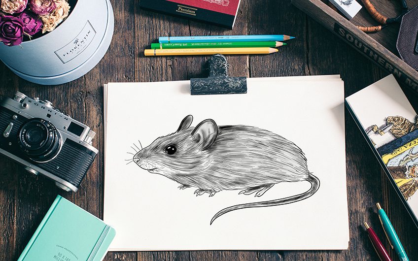 How to Draw a Mouse