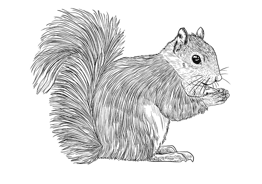 How to Draw a Squirrel Step 10a