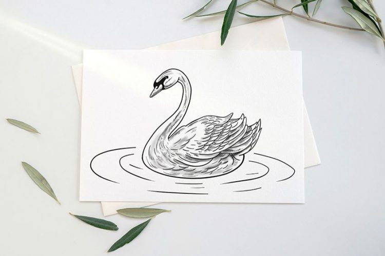 How to Draw a Swan - A Tutorial on How to Draw a Realistic Swan