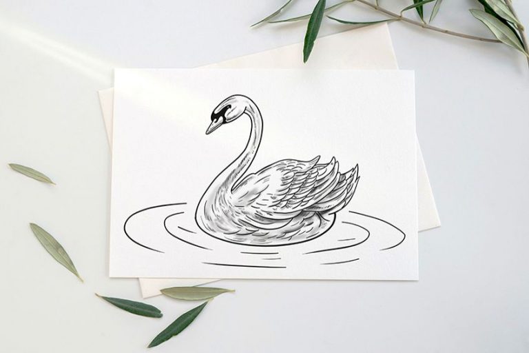 How to Draw a Swan – A Tutorial on How to Draw a Realistic Swan