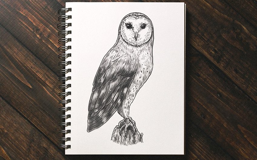 realistic owl drawing Archives - Craft-Mart