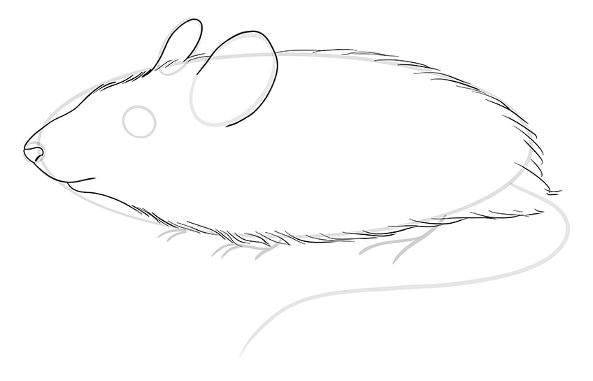 Mice Drawing Step 07