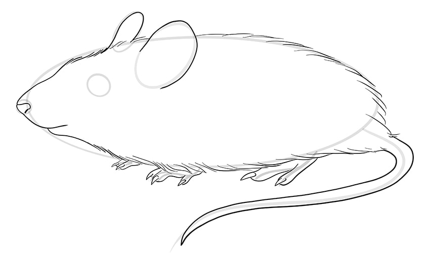 Mice Drawing Step 08